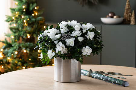 Hvite store Azalae blomstrer