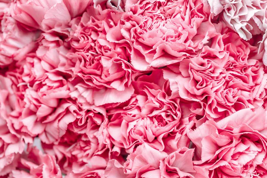 Rosa blomster