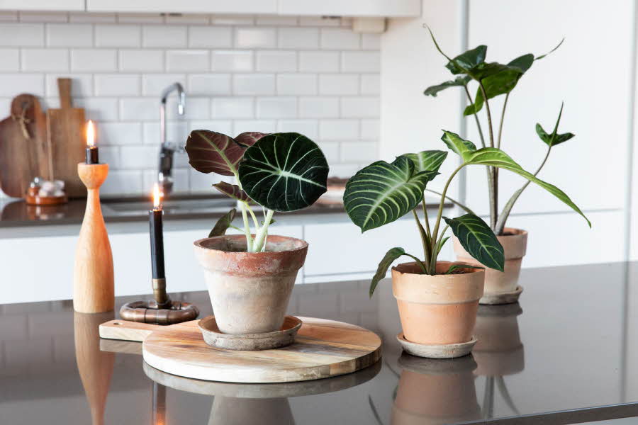 3 små grønne planter i potte på et bord