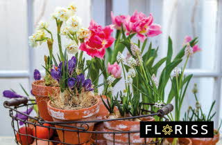 Flere potter med løkblomster som står ute i en kurv av metall