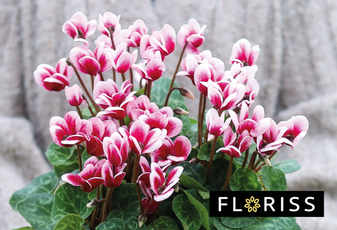 bilde av en blomster