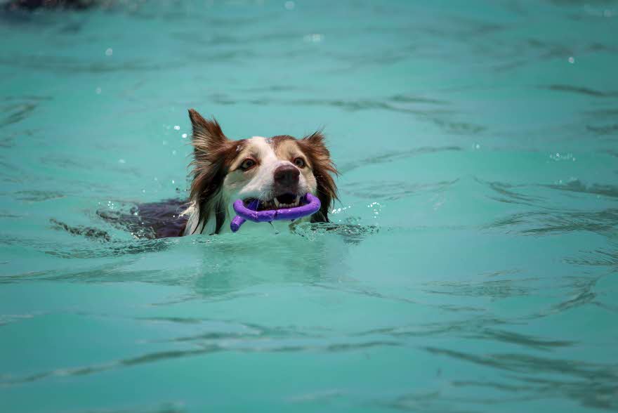 Vannleke hund