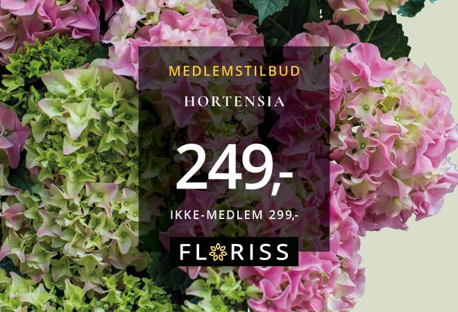 BILDE MED HORTENSIA  MED PLAKAT FORAN, KR 249,-