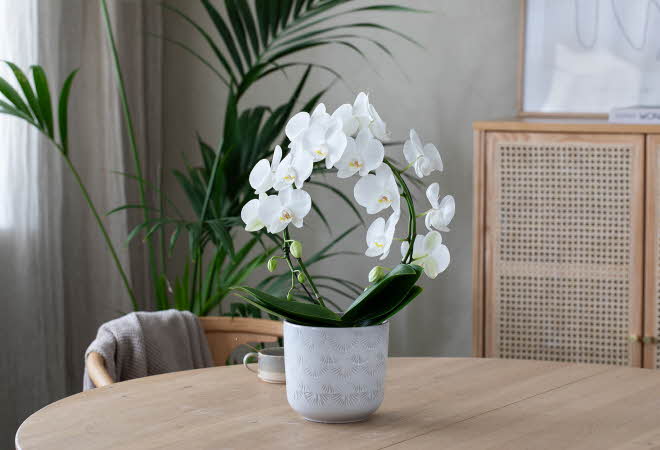 En potte med phalaenopsis mirror som står på et bord