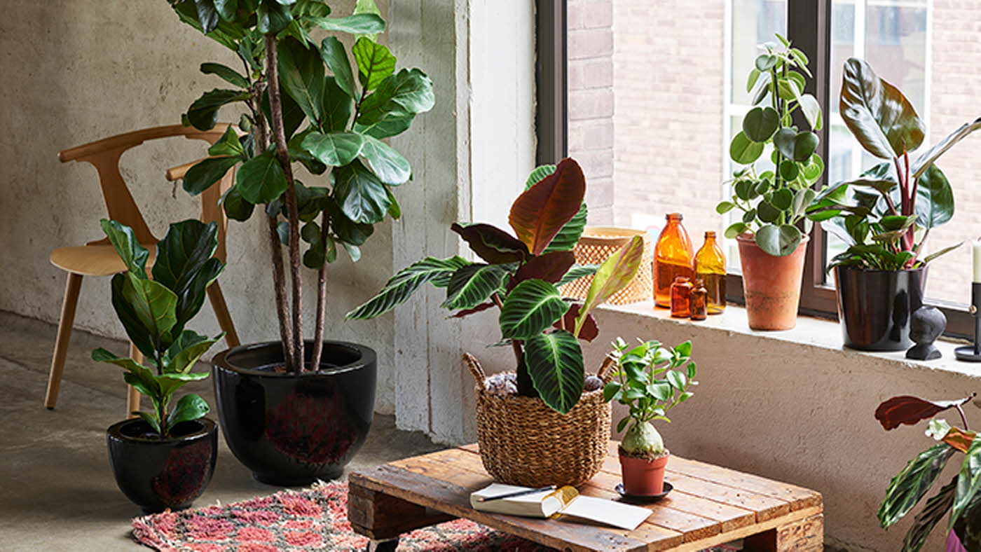 Miljø med grønne planter