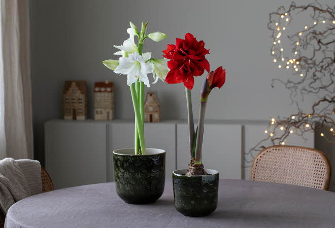 To potter med Amaryllis som står på et bord