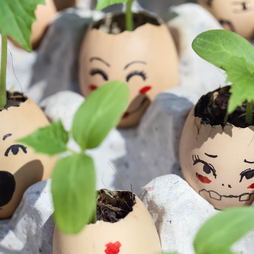 Karse plantet i eggeskall med ansikt på