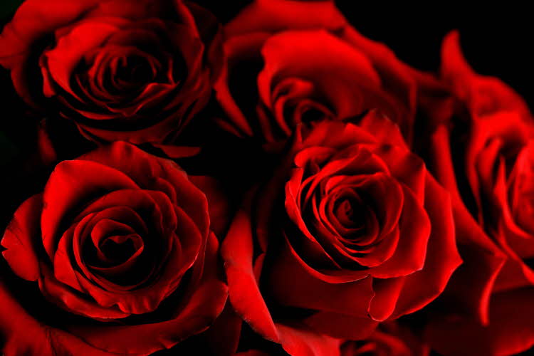 Røde roser i nærbilde