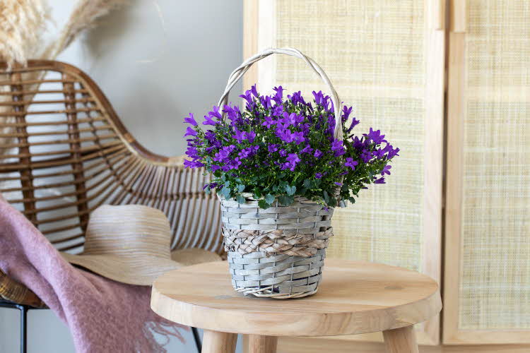 blomster