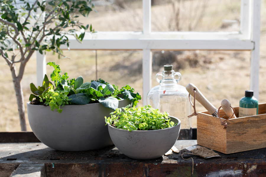 Bord med to potter med grønnsaksplanter og kasse med hageredskaper