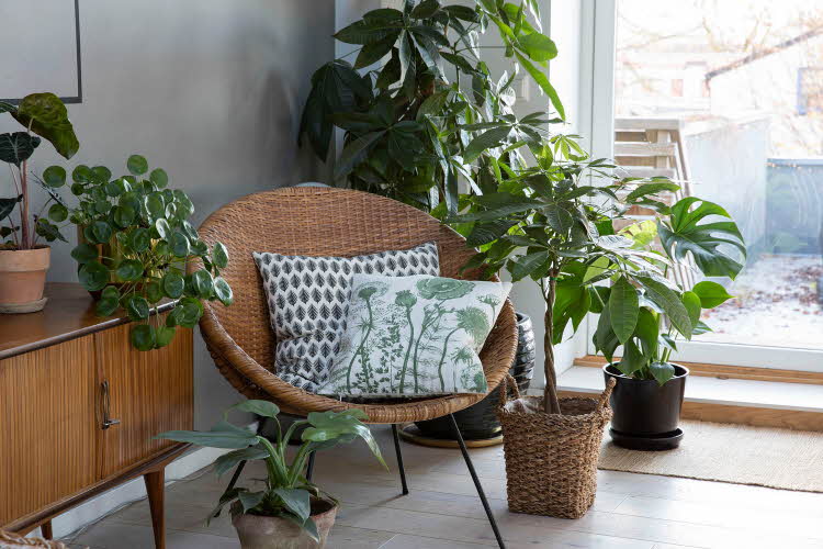grønnplanter i fine potter plassert rundt stol i stue