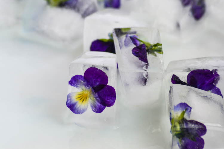 Firkantede isbiter med stemorsblomster inni