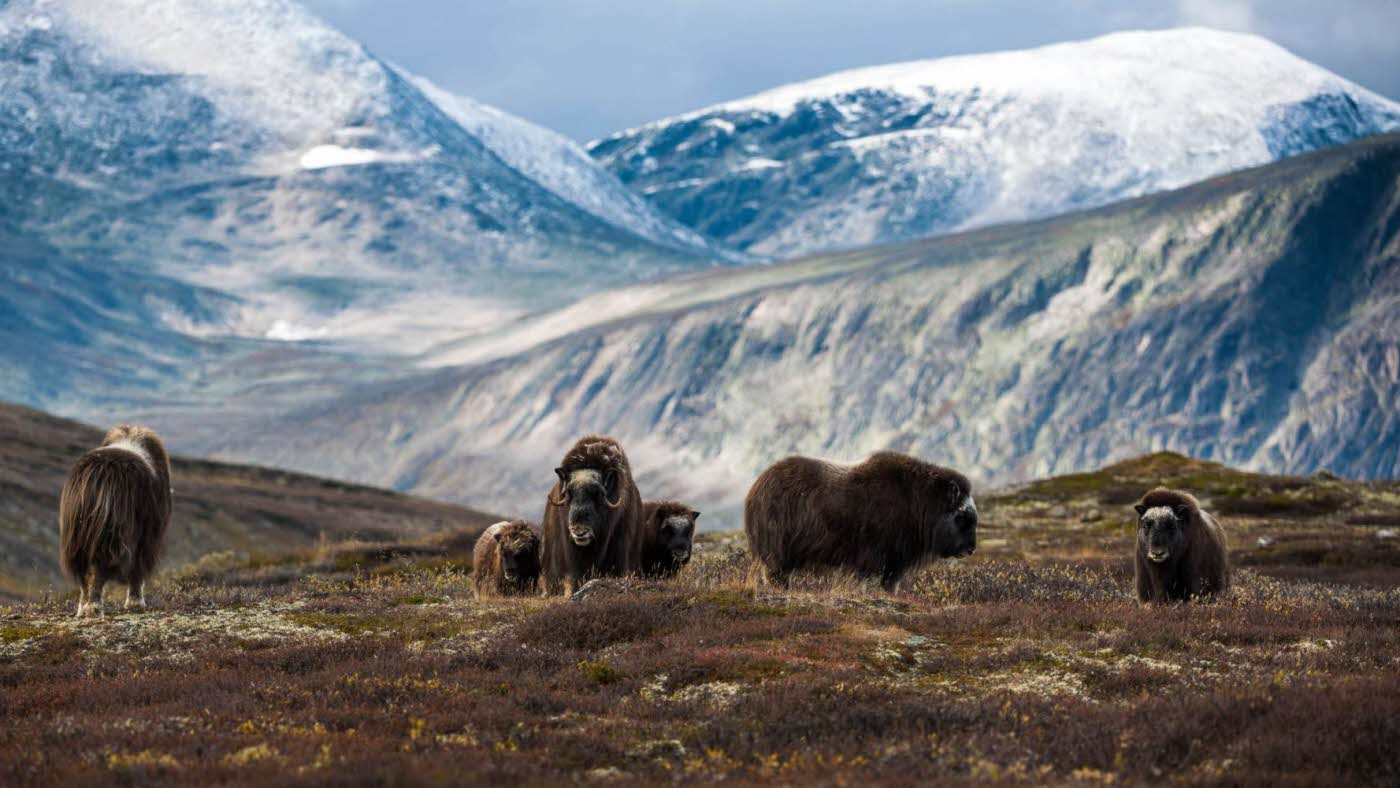 Moskus på Dovrefjell