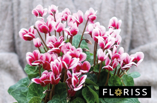 bilde av en blomster