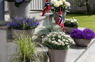 Mestergrønn 17 mai