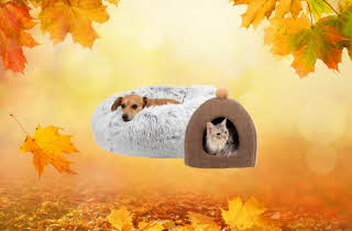 En hund på en hundeseng og en katt i en katteseng