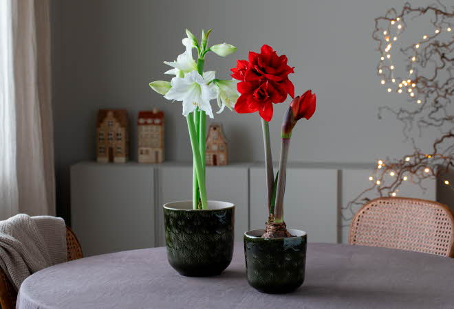 Amaryllis på et bord