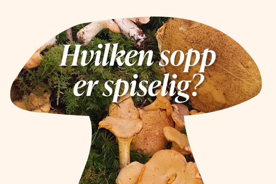 Formen av en sopp med bilde av sopp inni