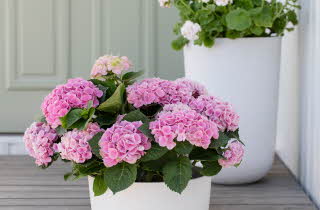 To hvite potter med blomstre foran en lys vegg.