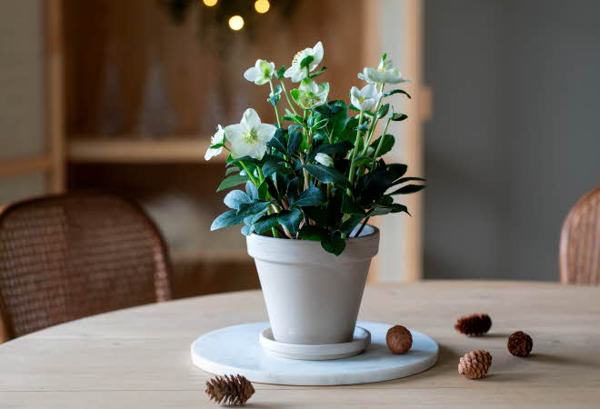 Helleborus Christmas Carol i potte