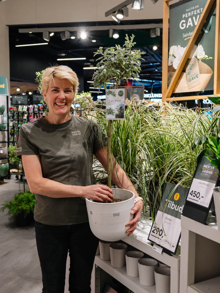 dame holder planter