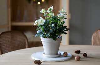 Helleborus 'Christmas Carol’