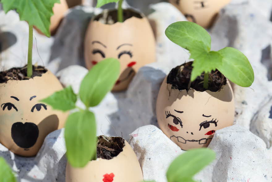 Karse plantet i eggeskall med ansikt på