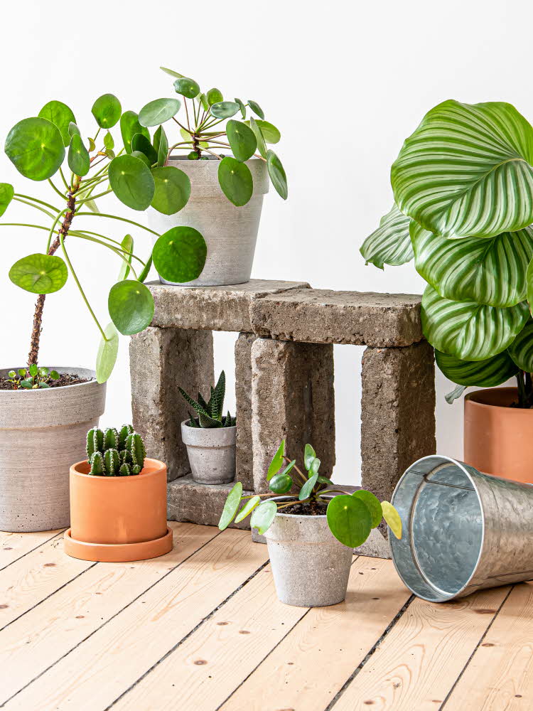 potter med planter plante på et bord