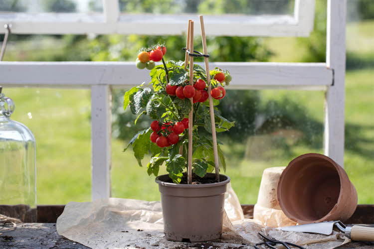 Tomatplante