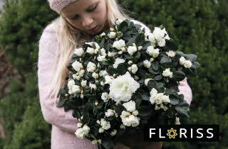 bilde av en blomster