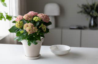 Hortensia