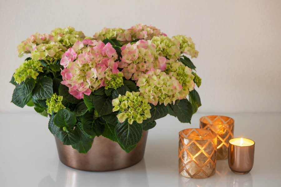 Potteplante fra Blomster