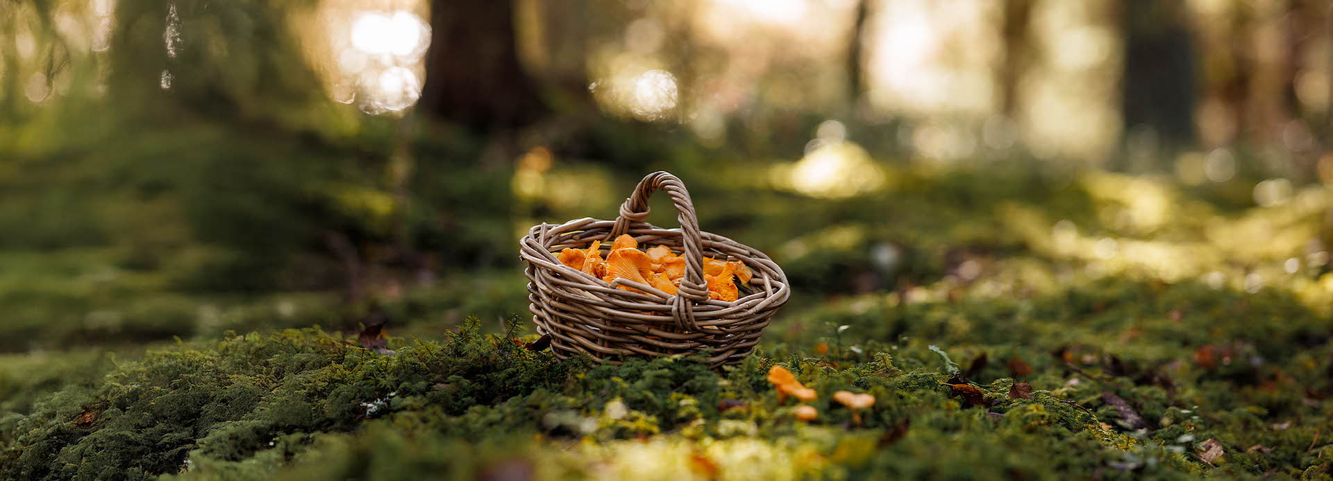 Kurv med sopp som står i skogen