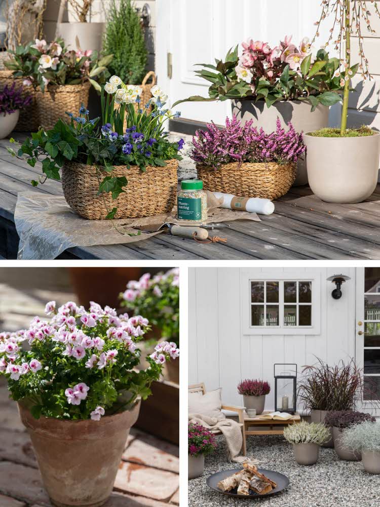 Ulike vårblomster