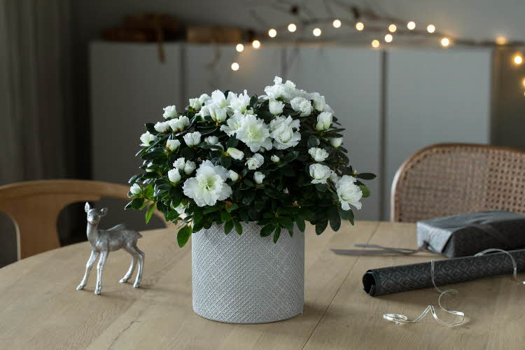 Stor blomster på et bord