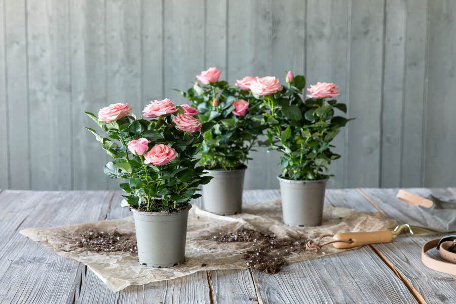 Sommerplanter fra mester Grønn