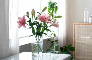 En vase med rosa liljer står på et bord ved et vindu, omgitt av grønne planter.