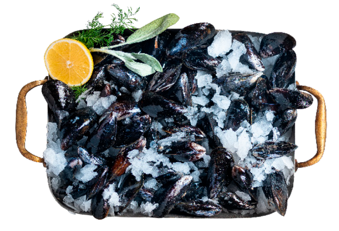 bilde av blåskjell