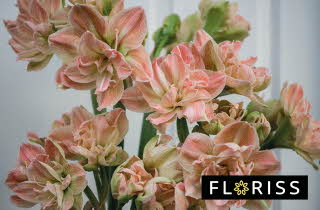 bilde av en blomster