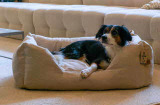 bilde av lovisa hundeseng med en hund