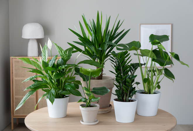 Grønne planter fra Mester Grønn