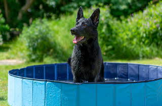 Bilde på en hund i badebasseng