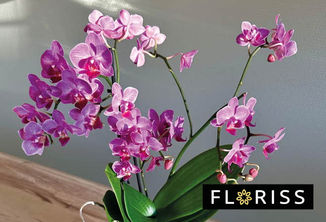 Potteplante med rosa orkidéblomster.