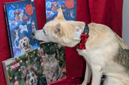 Hund som lukter på julekalender til hund