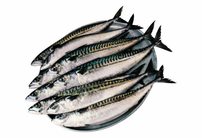 Seks hele makreller ligger på rekke på et fat.