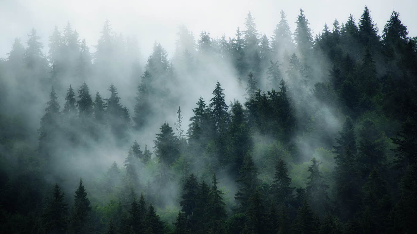 Grønn skog dekket i tåke