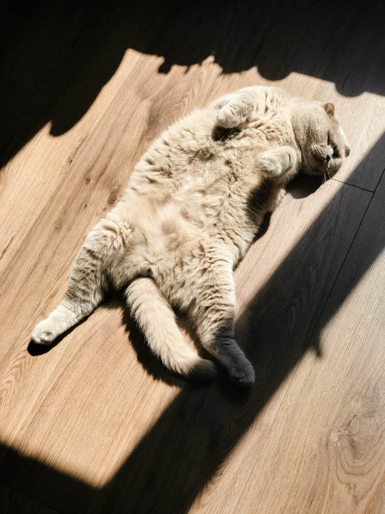 katt som soler seg i varmen av sollyset som kommer inn vinduet