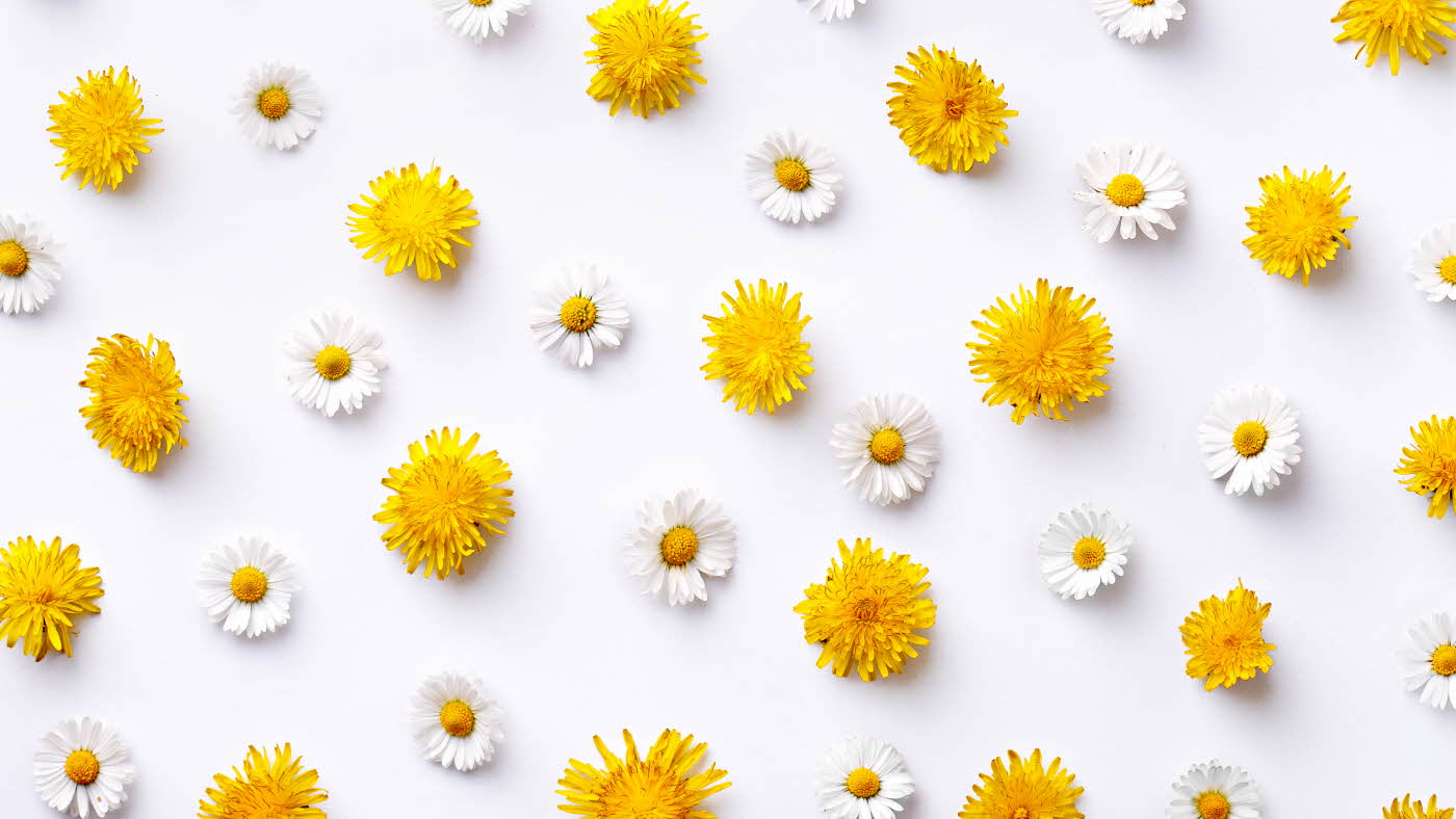 Flat lay av hvite og gule blomster på hvit bakgrunn