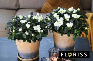 Bilde av blomster