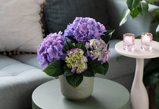 Hortensia fra Mester Grønn på et stuebord